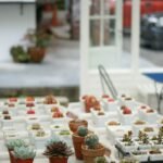 Colección de suculentas y cactus de interior bien cuidadas