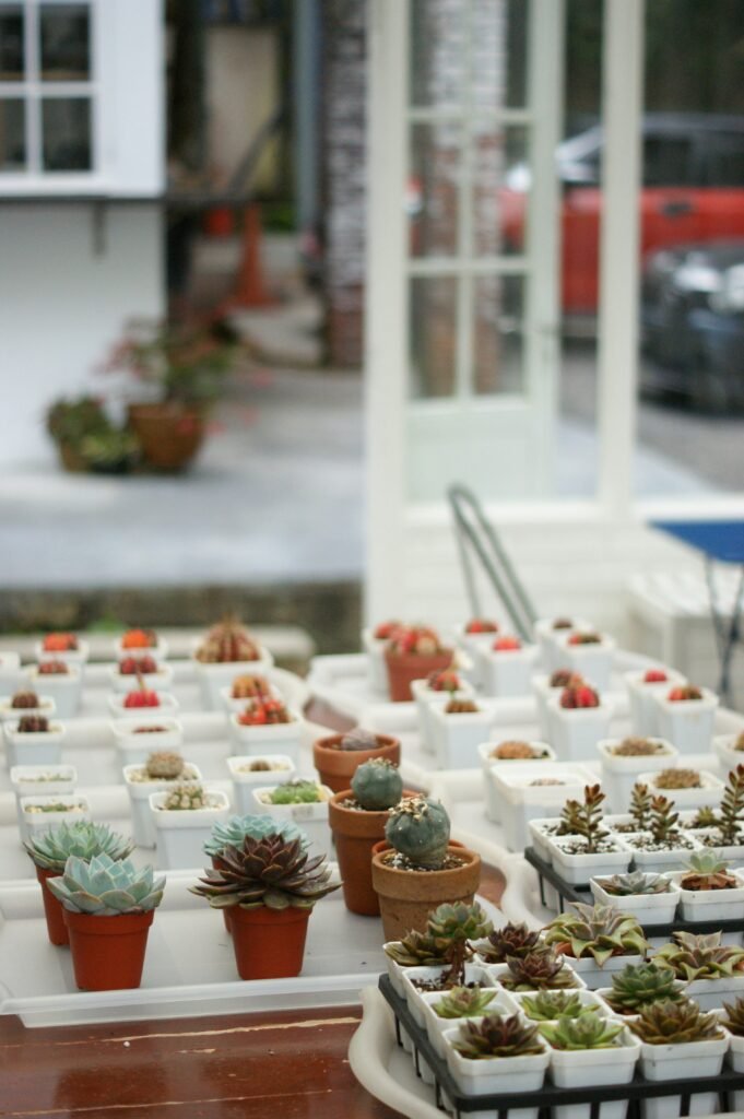 Colección de suculentas y cactus de interior bien cuidadas