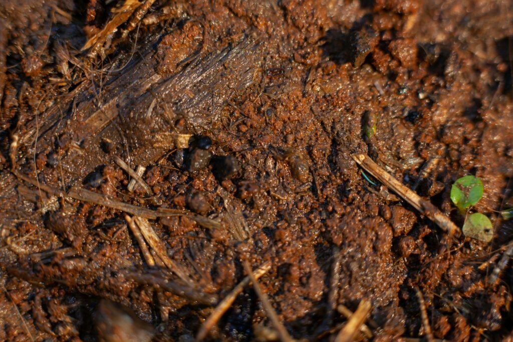 Comprobando la humedad de la tierra antes de regar la planta