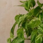 Potos sano y frondoso con sus hojas verdes características
