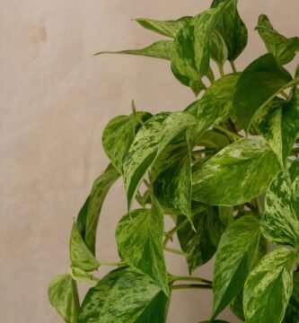 Potos sano y frondoso con sus hojas verdes características