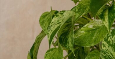 Potos sano y frondoso con sus hojas verdes características