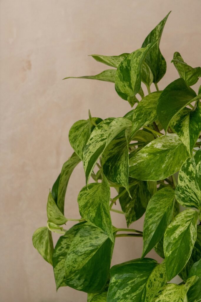 Potos sano y frondoso con sus hojas verdes características