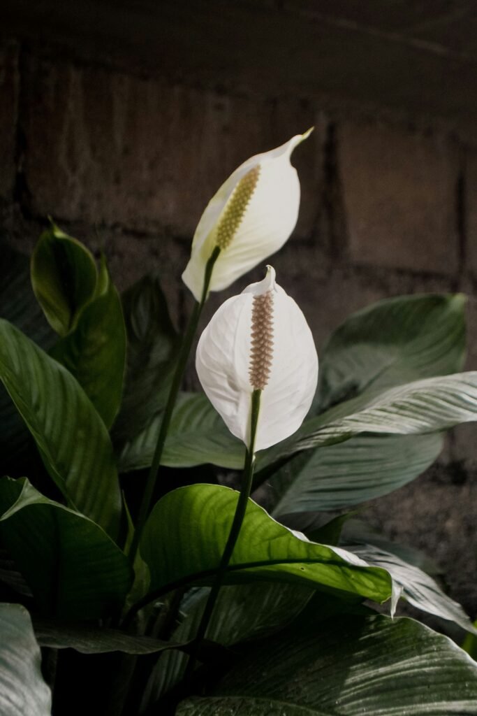 Espatifilo o flor de la paz como planta purificadora