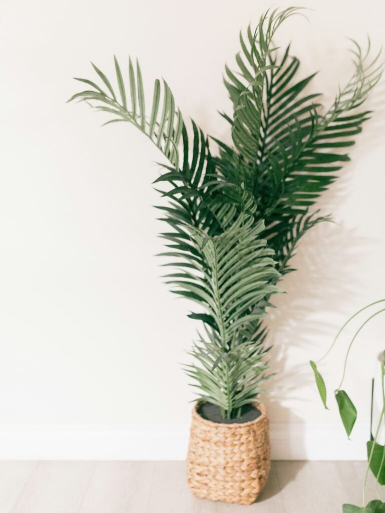 Palmera areca de interior recomendada por la NASA