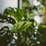 Detalle de hoja con plaga típica en plantas de interior