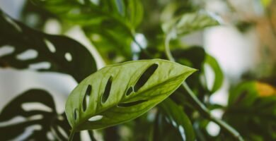 Detalle de hoja con plaga típica en plantas de interior
