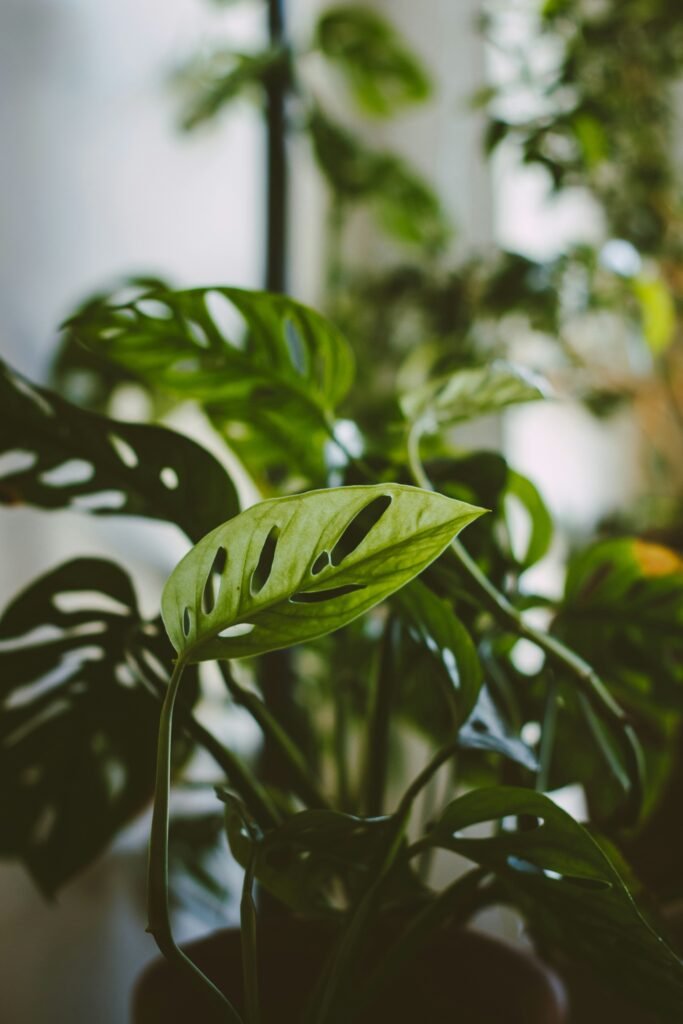 Detalle de hoja con plaga típica en plantas de interior