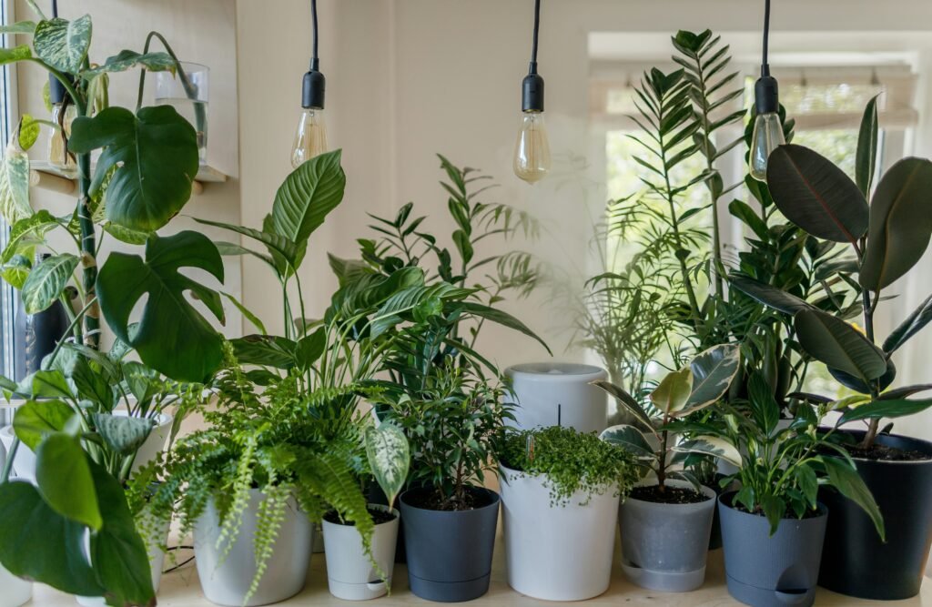 Colección de plantas de interior fáciles de cuidar en el salón