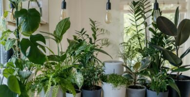 Colección de plantas de interior fáciles de cuidar en el salón