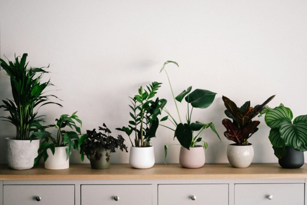 Plantas de interior que purifican el aire del hogar