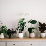 Plantas de interior que purifican el aire del hogar