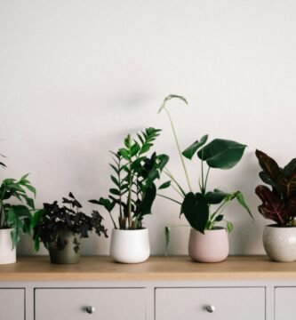 Plantas de interior que purifican el aire del hogar