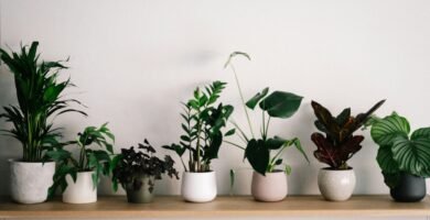 Plantas de interior que purifican el aire del hogar