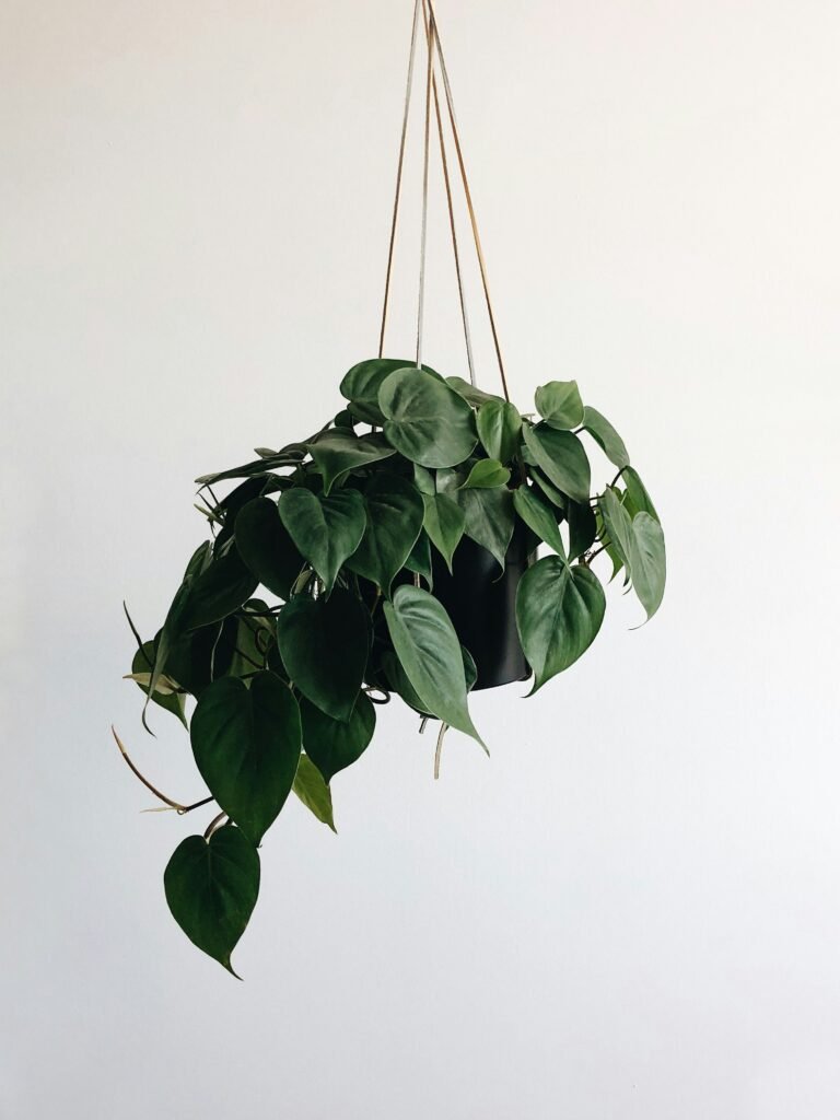 Potos como planta de interior ideal para principiantes