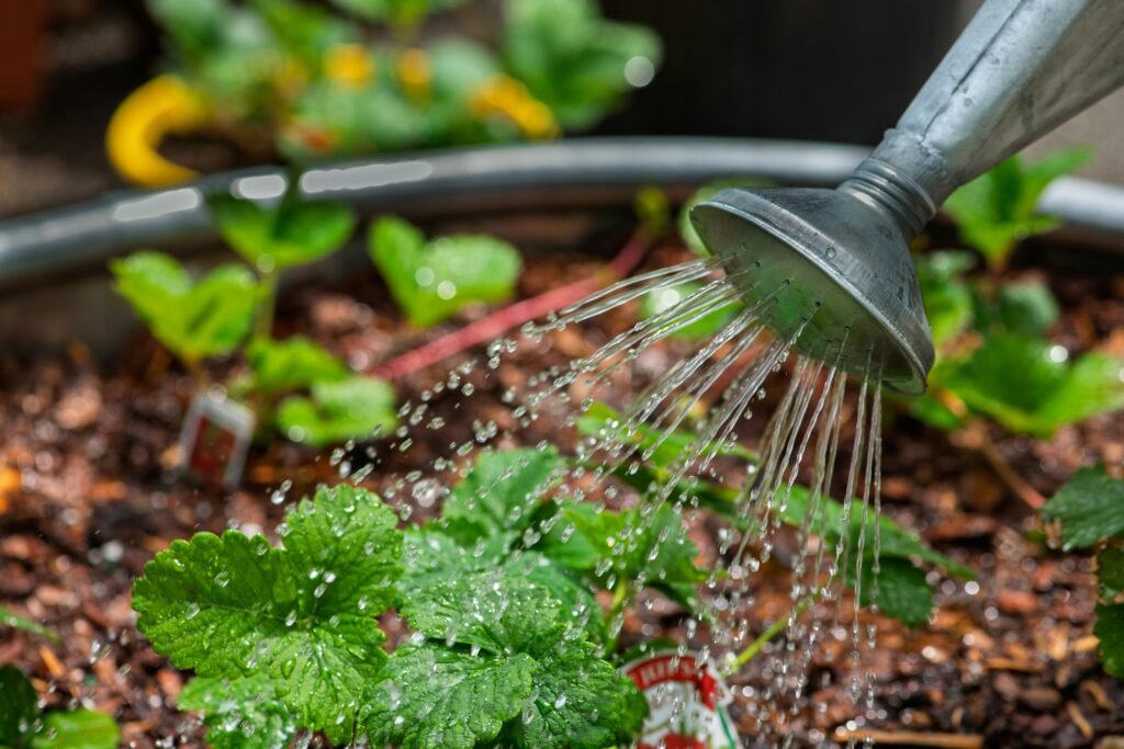 Regado correcto de plantas de interior con regadera