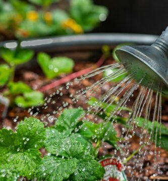 Regado correcto de plantas de interior con regadera