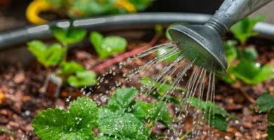 Regado correcto de plantas de interior con regadera