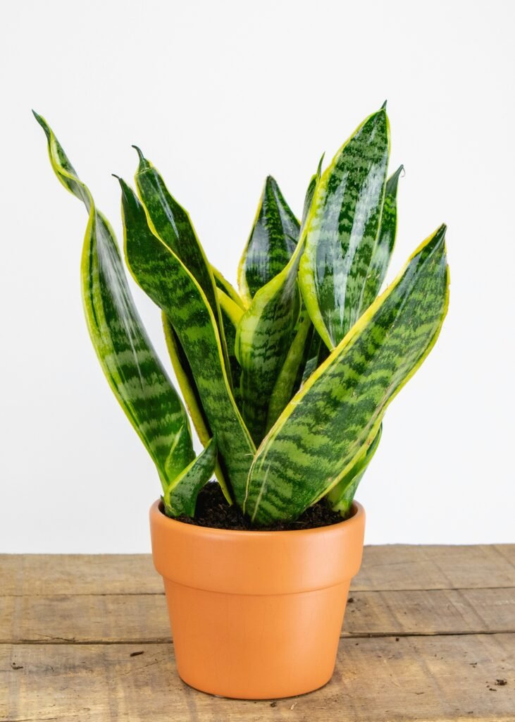 Sansevieria o lengua de suegra resistente a poca luz