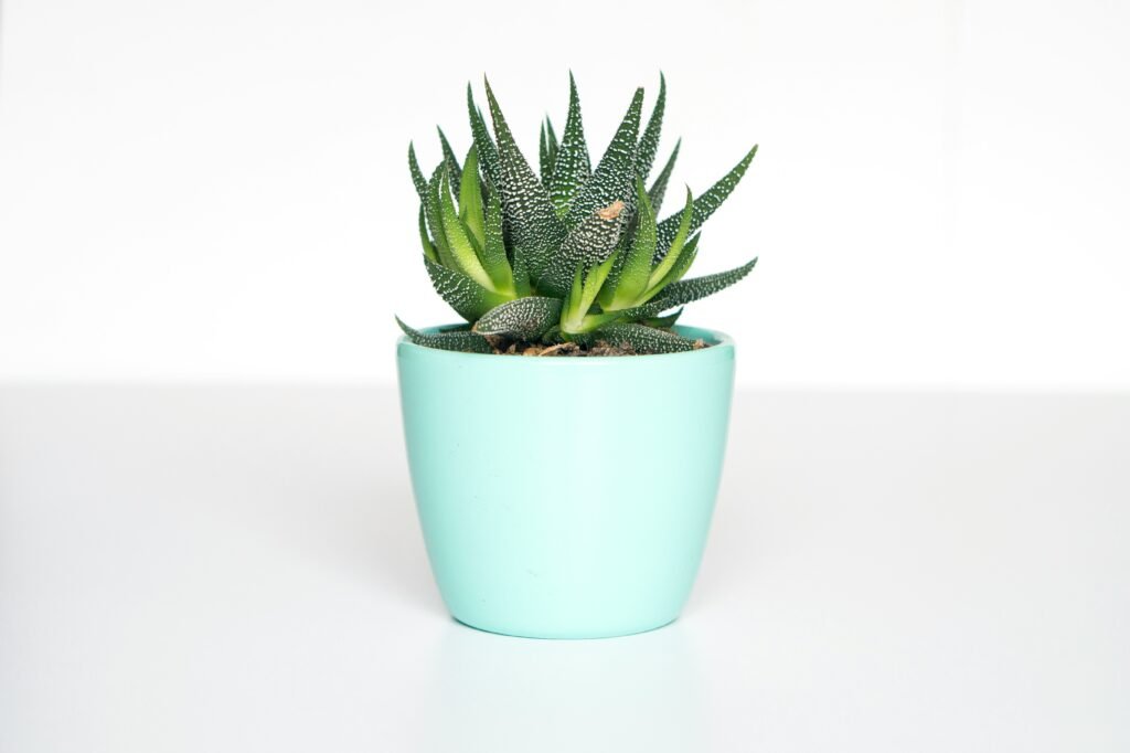 Detalle de una suculenta sana en su maceta de interior