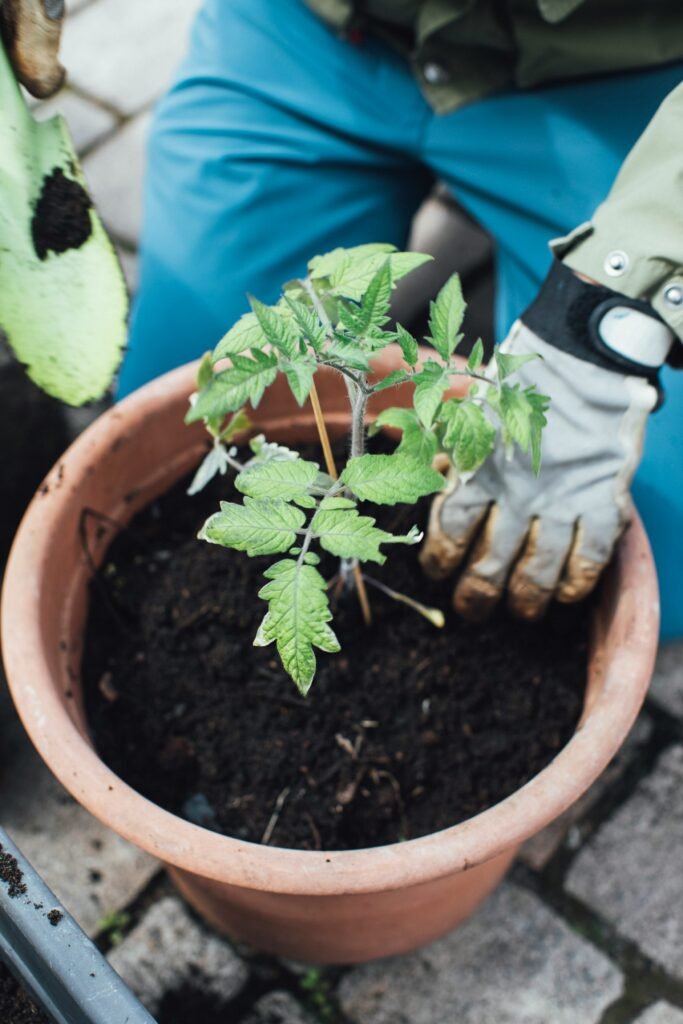 Tomatera plantada en maceta en el balcón