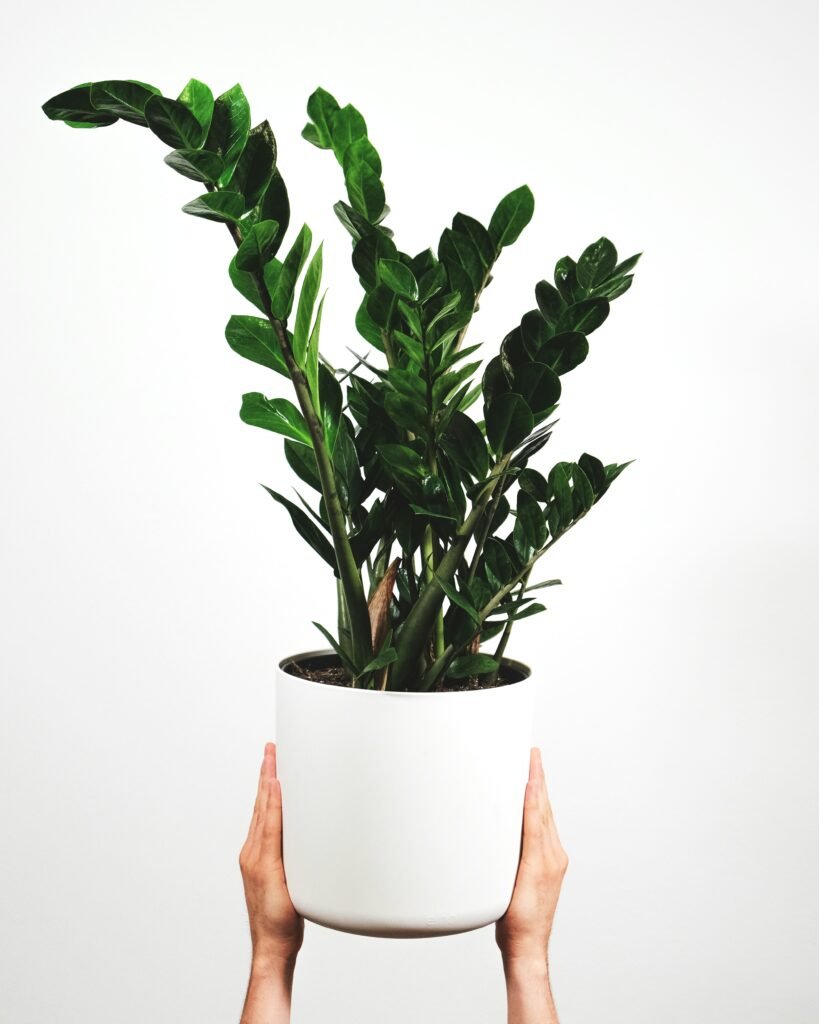 Zamioculca como planta resistente a la baja luz
